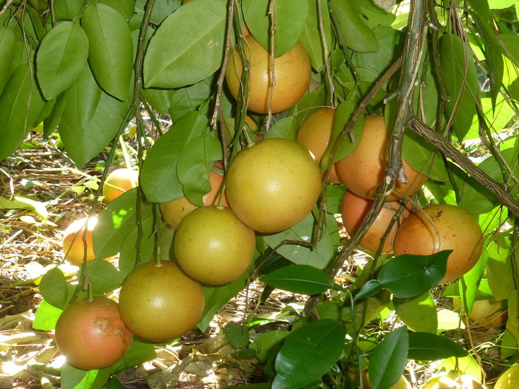 Grape Fruit Winter Prize – FEMALE GRAPPLING